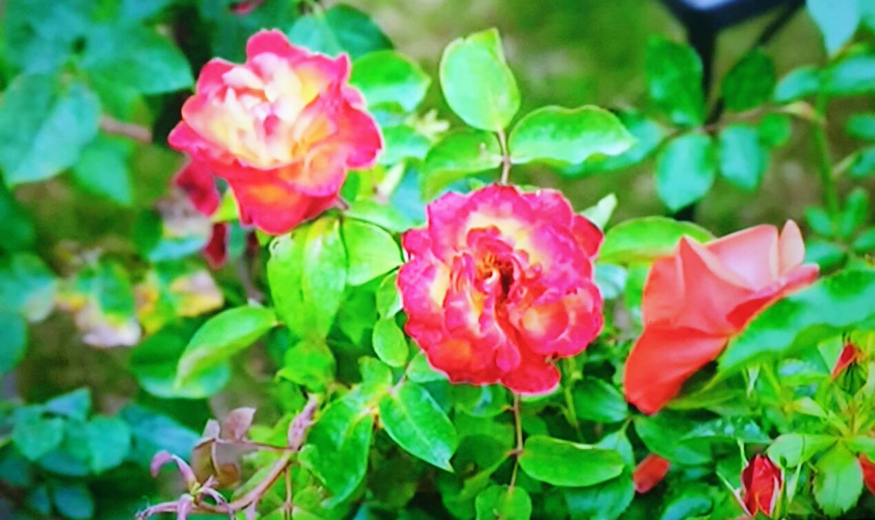 The Healing Blood Of Jesus