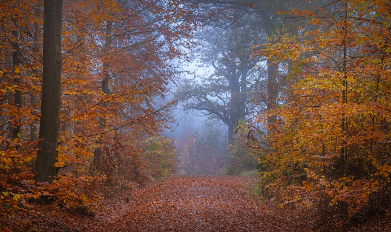 Wolves In Sheeps Clothing